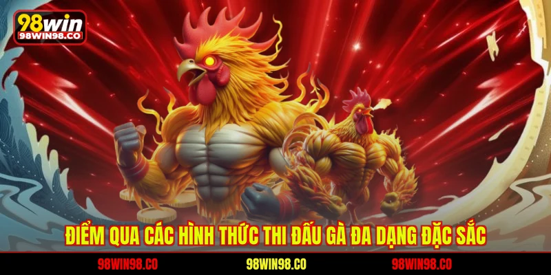 Điểm qua các hình thức thi đấu gà đa dạng đặc sắc